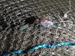 Spatulosminthurus lesnei