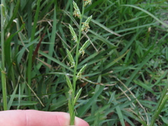 Lolium multiflorum × perenne