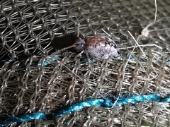 Spatulosminthurus lesnei