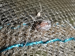 Spatulosminthurus lesnei