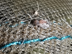 Spatulosminthurus lesnei