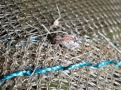 Spatulosminthurus lesnei