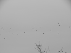 Pyrrhocorax pyrrhocorax