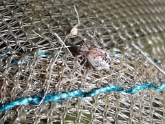 Spatulosminthurus lesnei