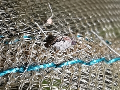 Spatulosminthurus lesnei