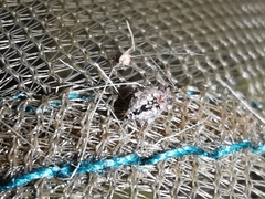 Spatulosminthurus lesnei