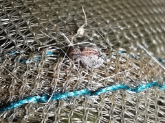 Spatulosminthurus lesnei