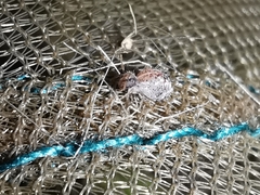 Spatulosminthurus lesnei