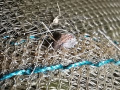 Spatulosminthurus lesnei