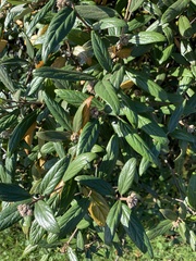 Viburnum rhytidophyllum
