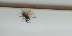 Menemerus semilimbatus