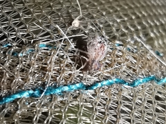 Spatulosminthurus lesnei