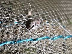 Spatulosminthurus lesnei