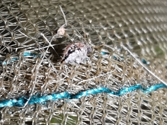 Spatulosminthurus lesnei