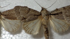 Acronicta psi