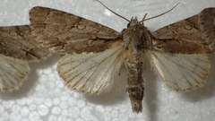 Acronicta psi