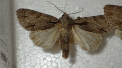 Acronicta psi