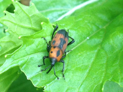 Rhodobaenus quinquepunctatus