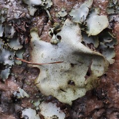 Umbilicaria hirsuta
