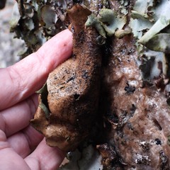 Umbilicaria hirsuta