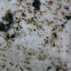 Umbilicaria hirsuta