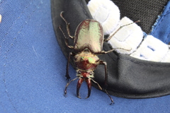 Sphaenognathus armatus