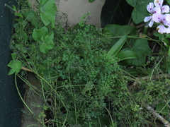 Fumaria muralis muralis