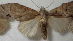 Acronicta psi