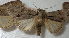 Acronicta psi