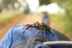 Sphaenognathus armatus