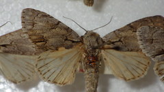 Acronicta psi