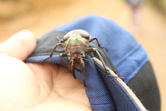 Sphaenognathus armatus