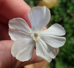 Silene latifolia
