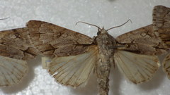 Acronicta psi