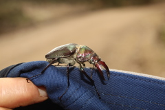 Sphaenognathus armatus