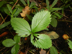 Fragaria virginiana glauca