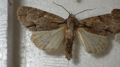 Acronicta psi