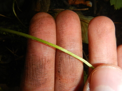 Fragaria virginiana glauca