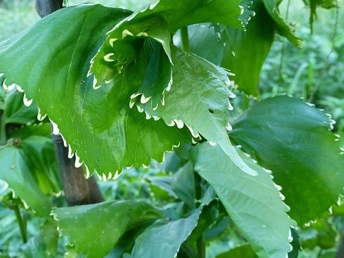 Acalypha amentacea subsp. wilkesiana image