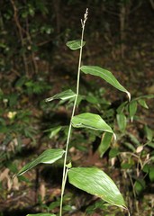 Olyra latifolia