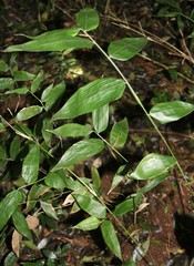 Olyra latifolia
