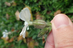 Silene latifolia