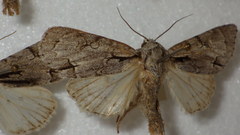 Acronicta psi