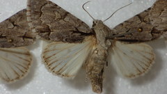 Acronicta psi