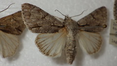 Acronicta psi