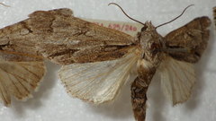 Acronicta psi