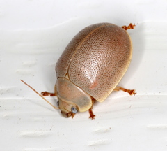 Paropsisterna crocata