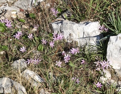 Colchicum cupanii