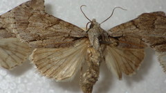 Acronicta psi