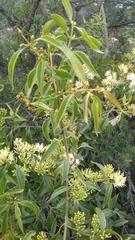 Tripodanthus acutifolius